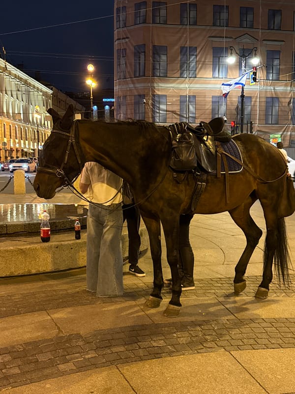 Saint Petersburg evening scenes include saddled horse, illuminated cathedrals