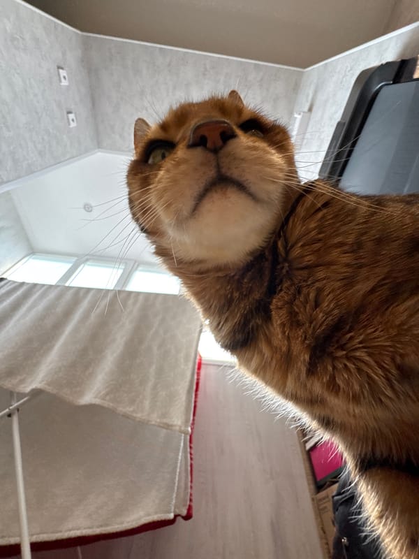 Cats, roses, medical work captured in Russian city