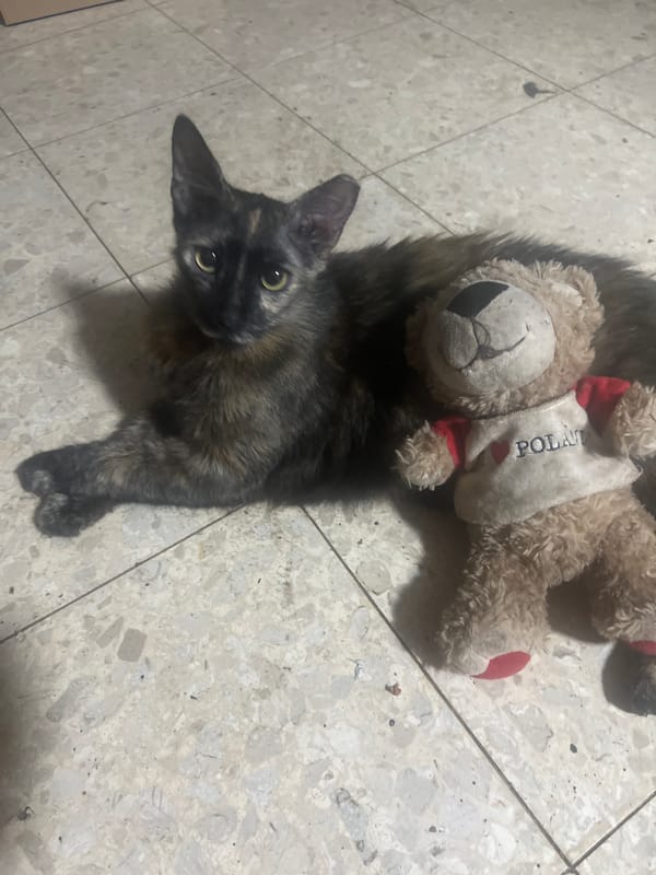 Cats at rest on a quiet evening in Or Akiva