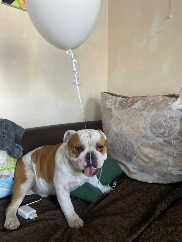 Girl plays with balloon and two dogs at home
