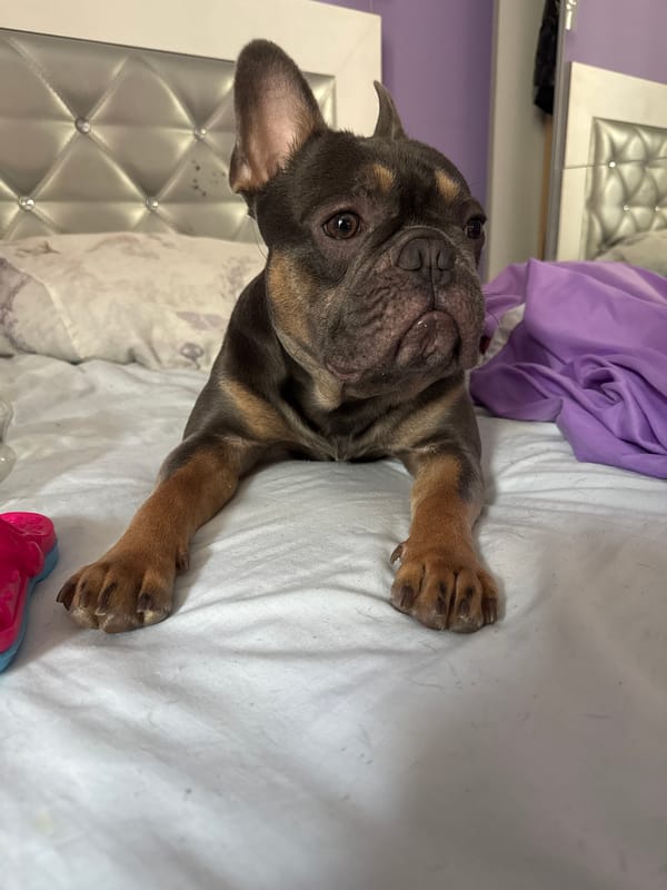 French Bulldog at home in Burgas, caught in multiple poses