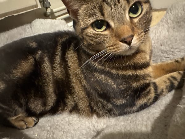 Brown tabby cat photographed on blanket in Desborough