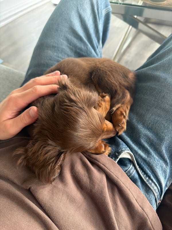Brown dachshund puppy naps peacefully in owner's lap Montreal