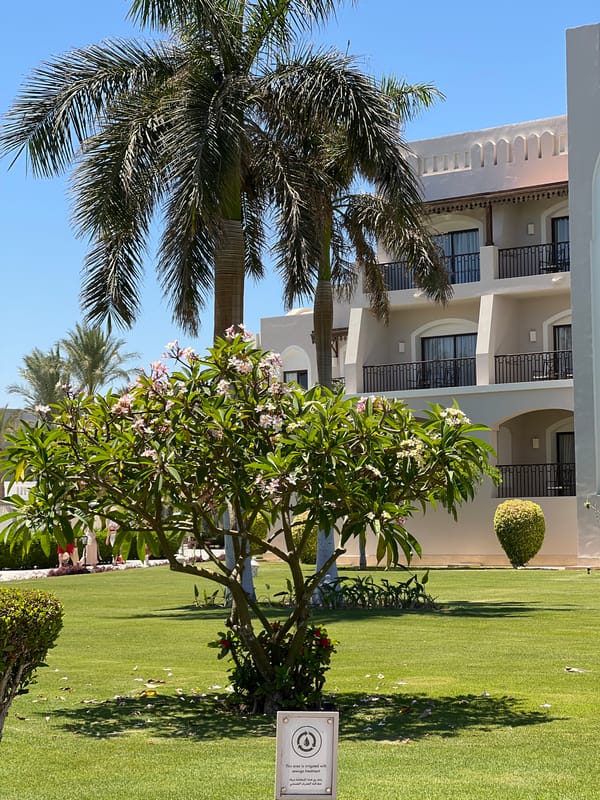 Strolling the grounds of a Red Sea resort on a sunny morning