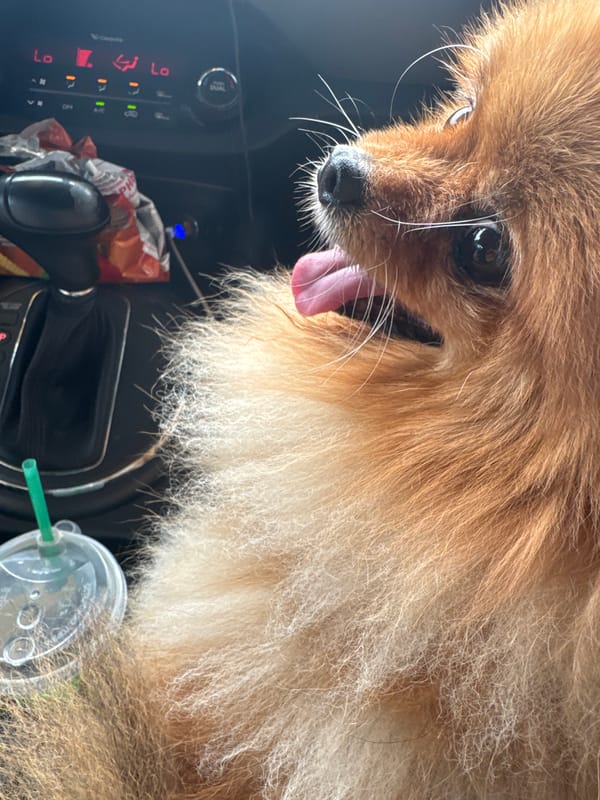 Pomeranian riding shotgun in a Krasnoyarsk car