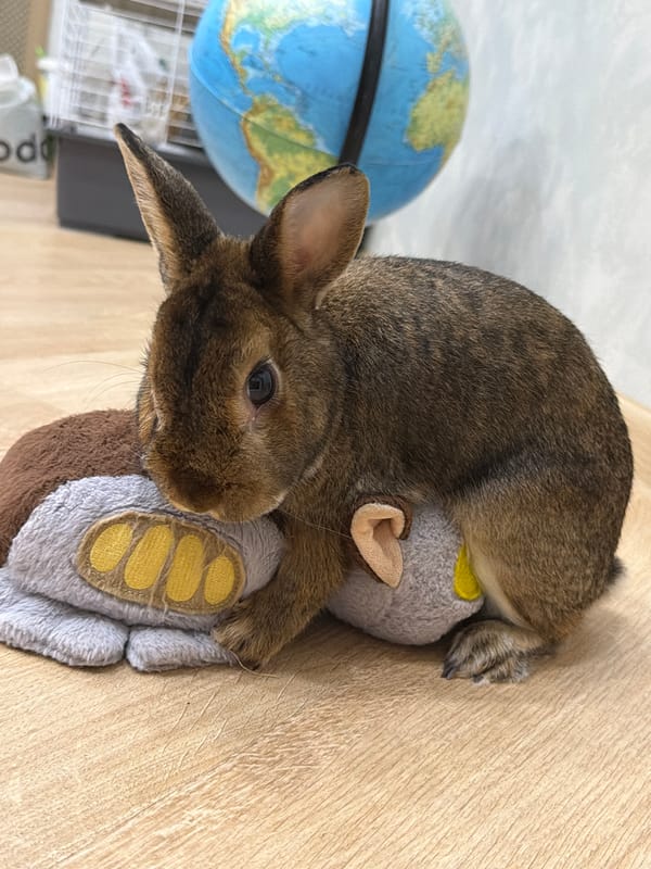 Pet owner documents quiet evening with rabbit, hamster, cat