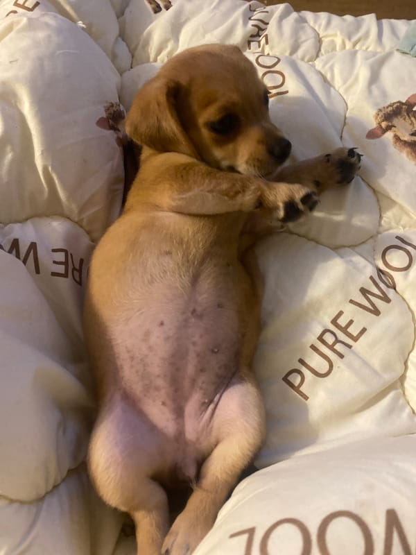Puppies and a poodle mix lounging at home in Dnipro