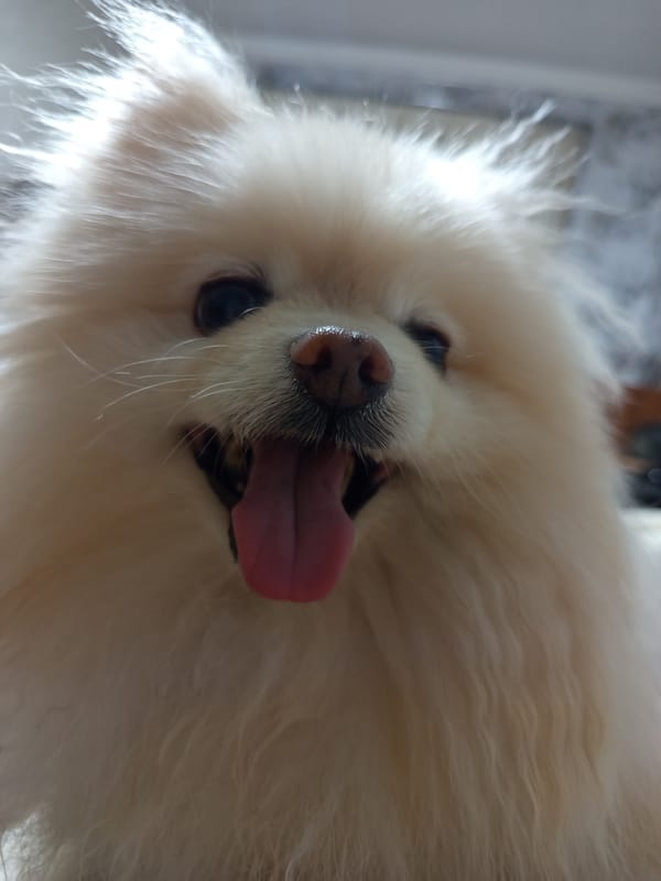 Cream Pomeranian close-up, tongue out, Tbilisi