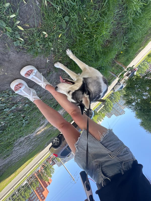 Man walks husky through city during sunny afternoon