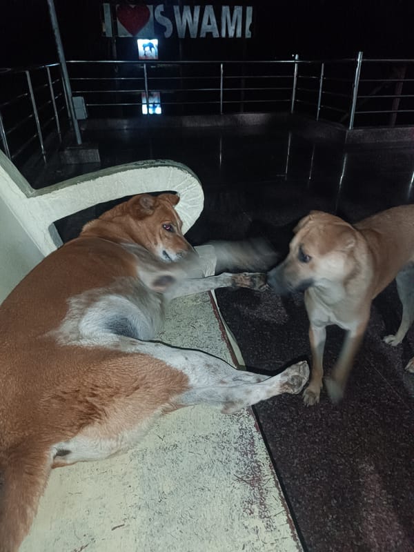 Two dogs photographed outdoors in Puttaparthi, India
