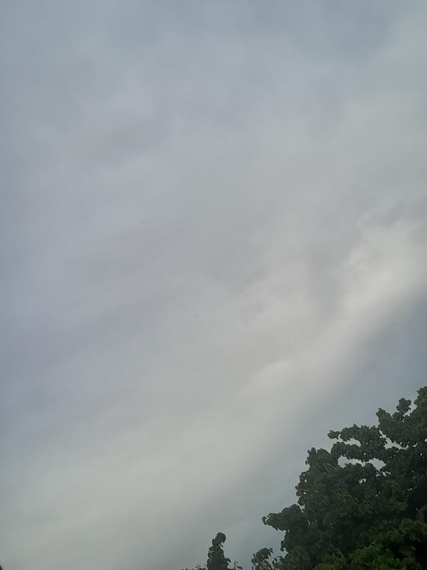Afternoon skies: cloudy bird flight and sunset through trees