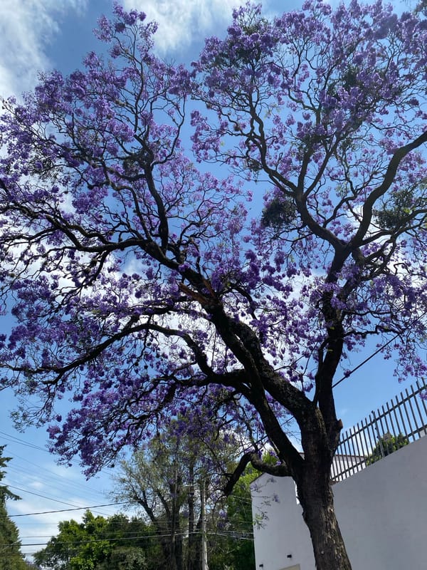 Spring blooms and selfie moments captured simultaneously