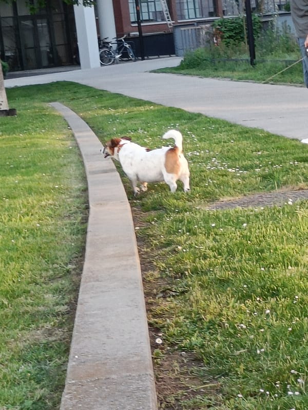 Evening park life captured in urban residential area