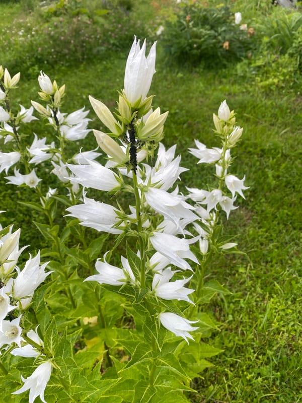 Summer garden in full bloom after rain, rural Russia