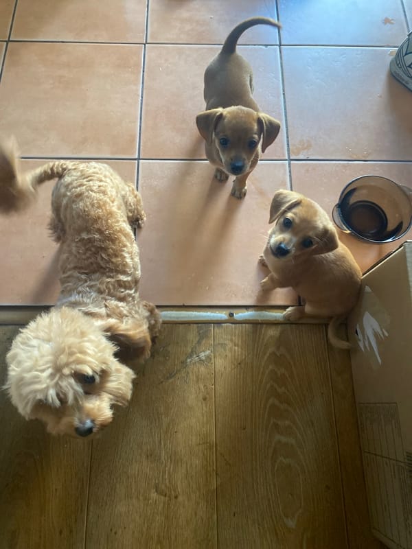 Puppies on a tiled floor in Dnipro