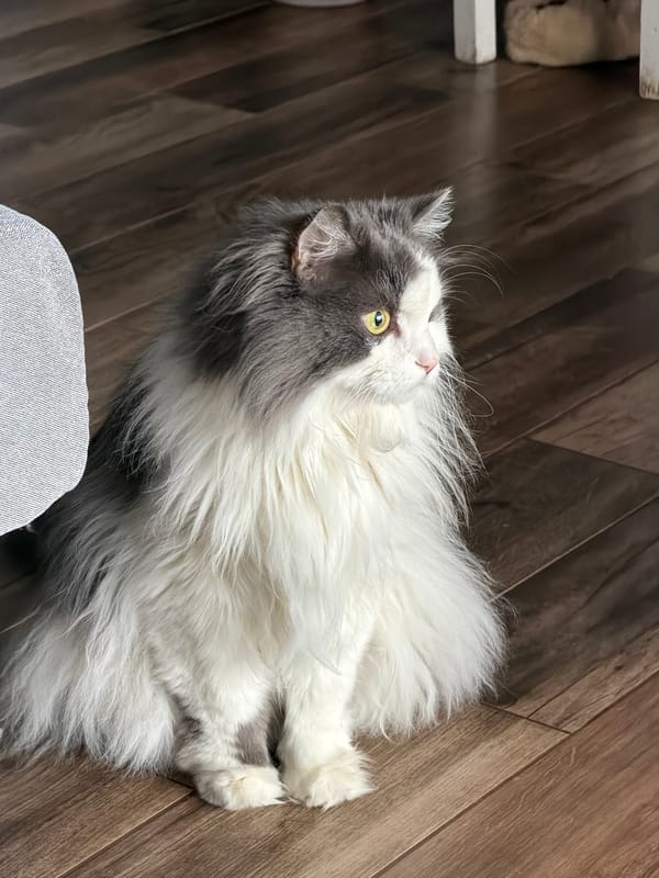 Winter morning moments: cats, frost, and breakfast in Chaikovsky