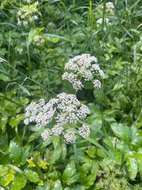 Summer garden details in Mahilyow: wildflowers, red currants, and wet leaves