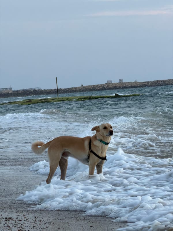 Dog plays in surf at Tel Aviv beach