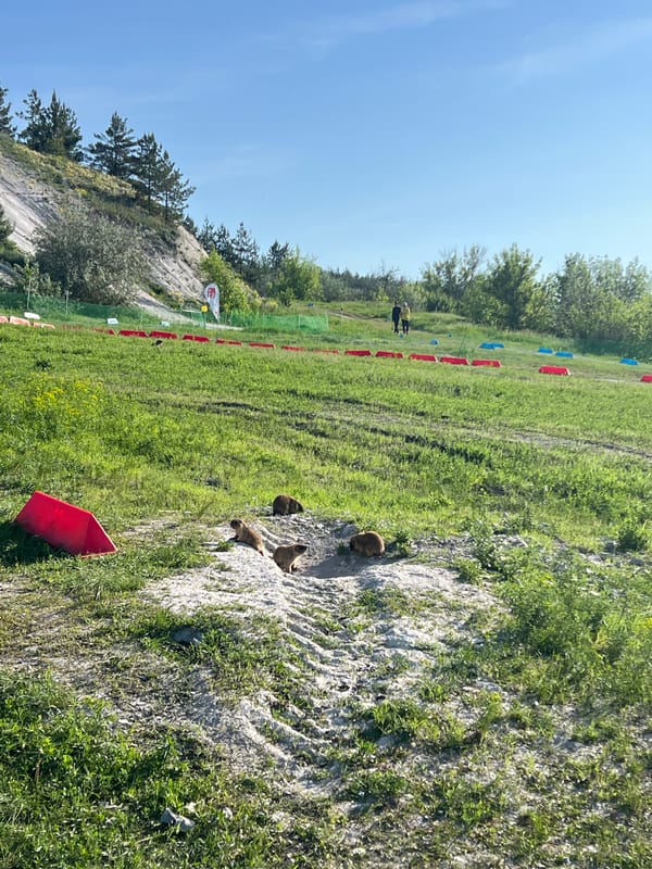 Early morning field activity with markers documented in Khvalynsk