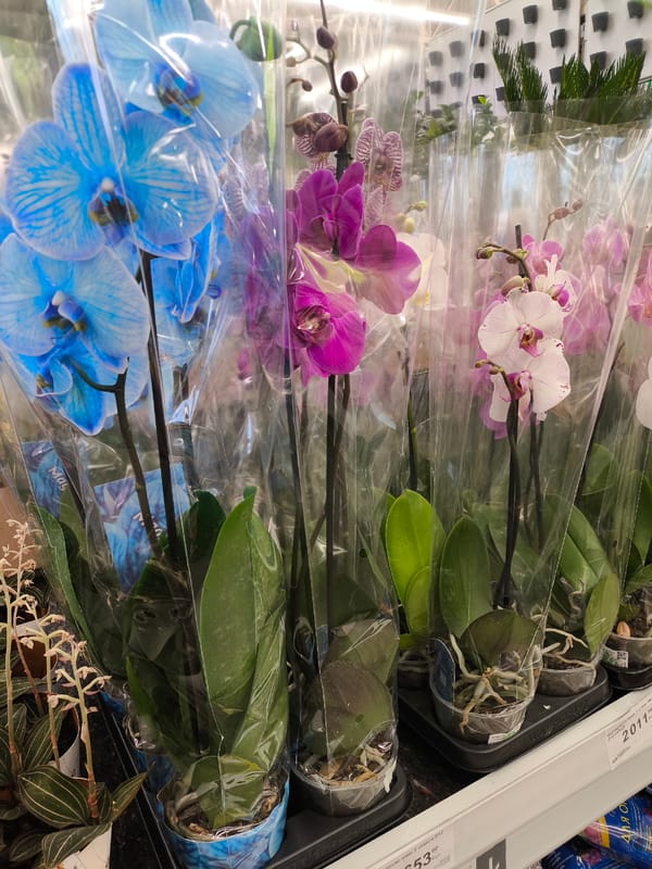 Flower displays documented at Khimki retail location
