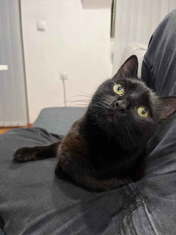 Black cat sits on person in white-walled room