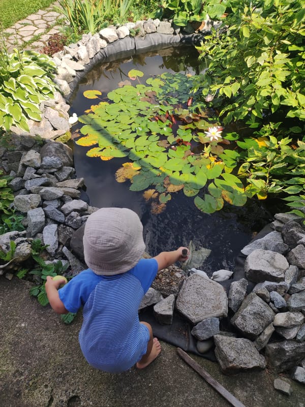 Lazy summer morning exploring a garden pond and yard