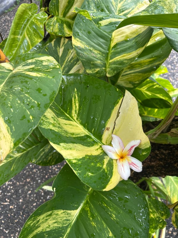 Rain-soaked tropical plants documented in southern Bali morning