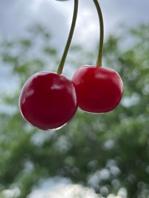 Cherry harvest season observed in Kryvyi Rih, Ukraine