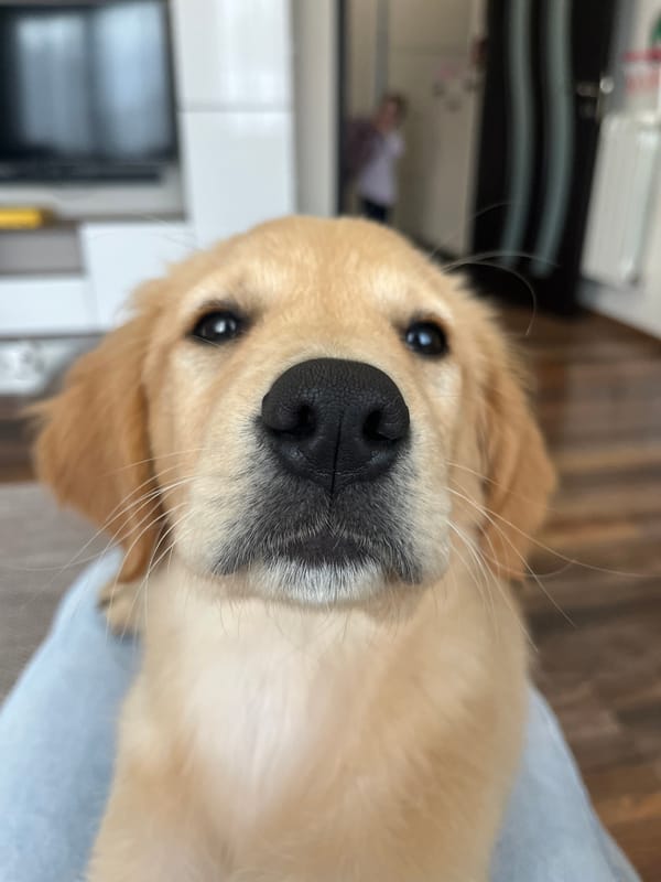 Girl plays with golden retriever puppy in Bulgarian kitchen