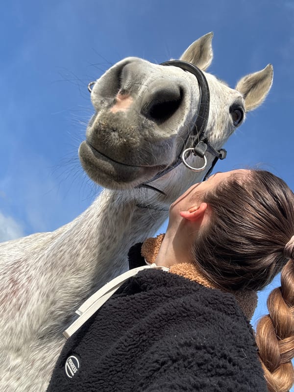 Horse and person interact in outdoor area, Estaimpuis Belgium