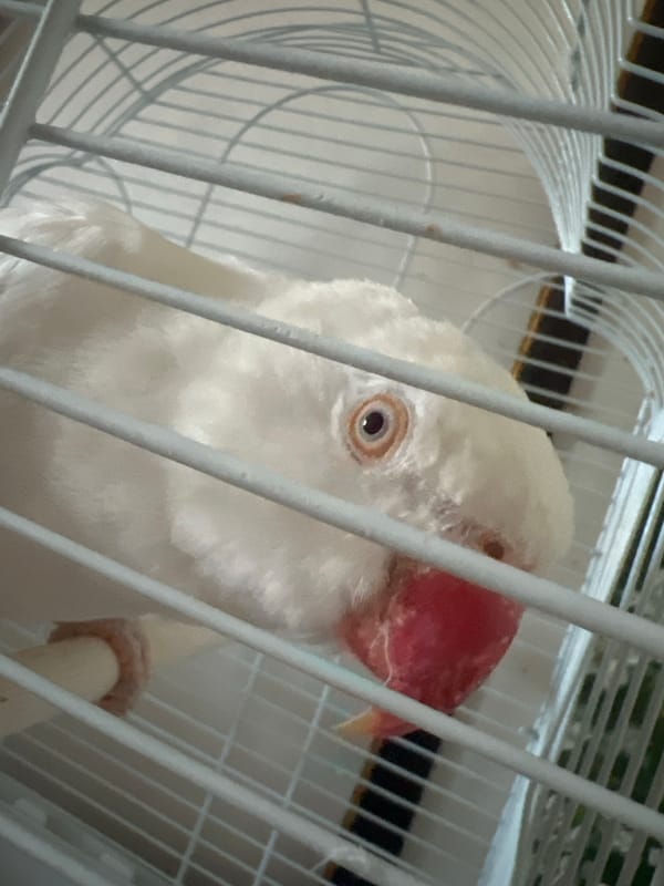 Pet birds in cages and a church needlepoint at home