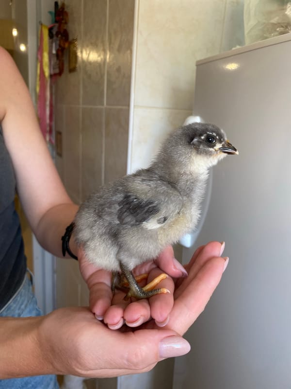 Person handles multiple chicks in Votkinsk home setting