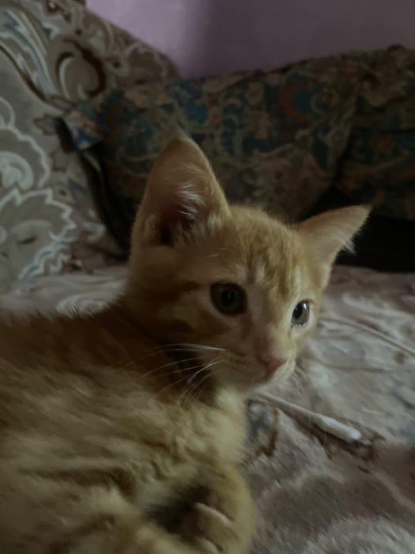 Cats observed in residential area of Almaty, Kazakhstan