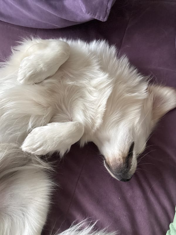 Fluffy dog naps on a purple couch in two positions