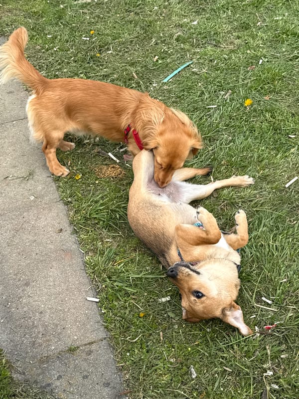 Two dogs play on grass in Sofia, Bulgaria