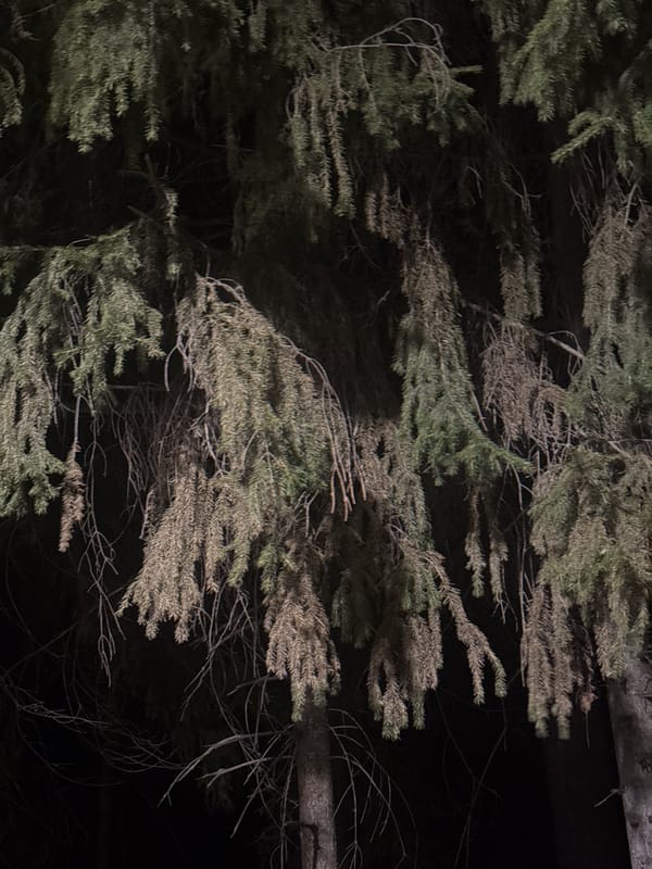 Evening scenes captured in snowy Votkinsk park spaces