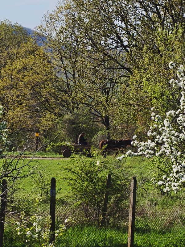 Rural horse care and cart operation in Izgrev countryside