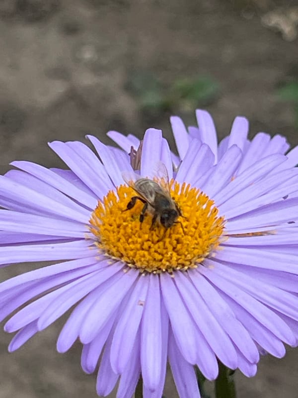 Garden wildlife and village animals in Ilavche, Ukraine