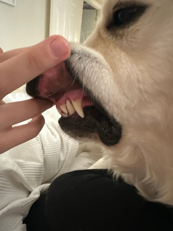 Golden Retriever captured in quiet indoor moments across London