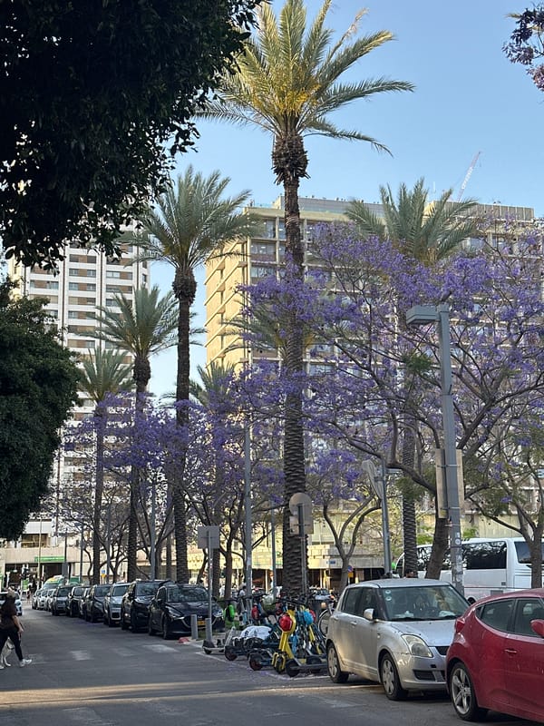 Spring blooms observed along Tel Aviv street