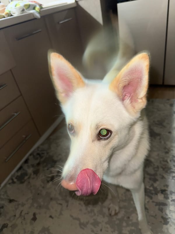 White dog captured in domestic moments in Russian kitchen