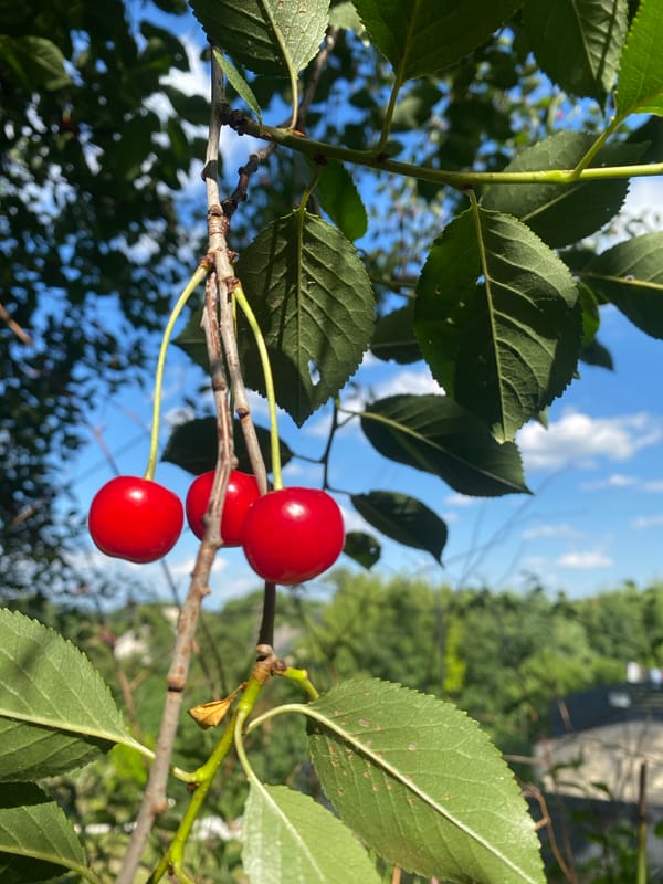 Backyard garden in bloom, bees busy, pets relaxing