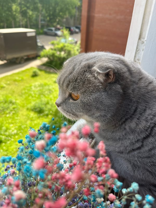 Woman documents quiet morning moments with Scottish Fold cat