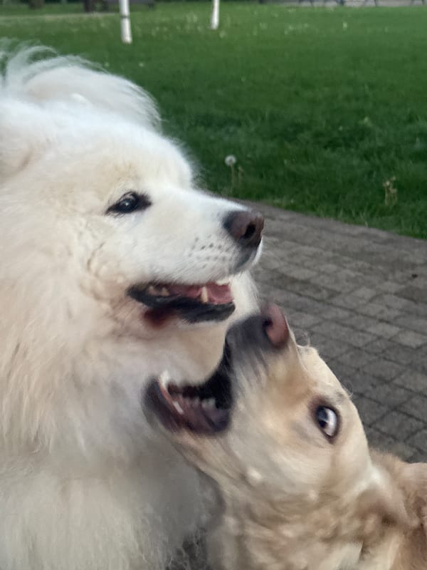 Dogs and owners gather in Stavropol park afternoon