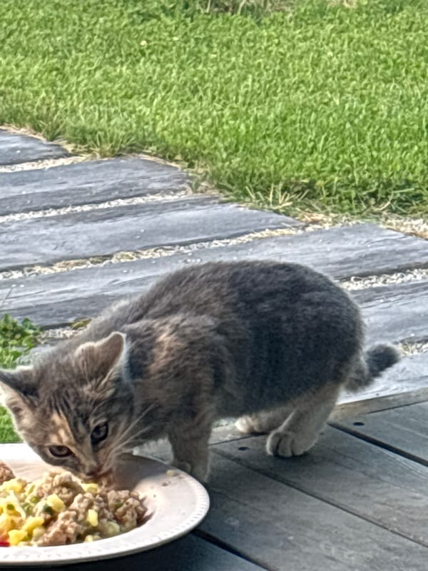 Cats eating and lounging on a wooden deck in Zvenigorod