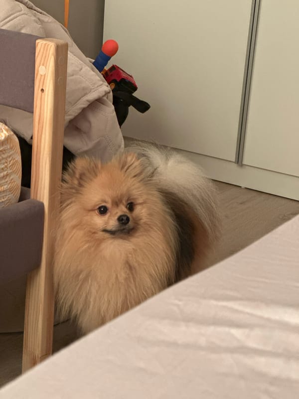 Pomeranian dog rests near bedroom furniture in Votkinsk home
