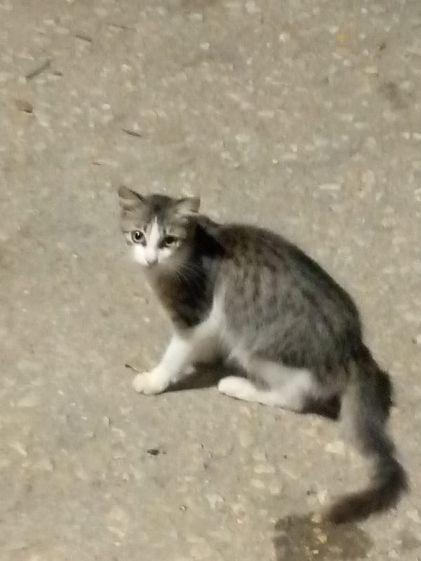 Street cats spotted in Venezuelan communities during early morning