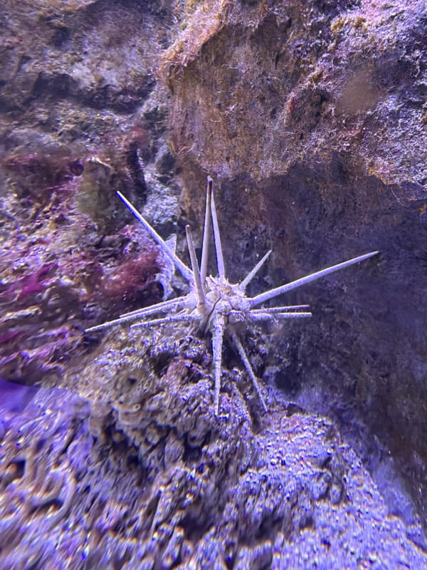 Visitor documents diverse marine life at Montenegro aquarium