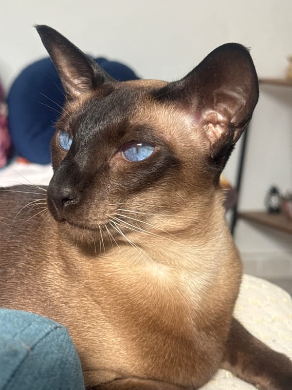 Siamese cat photographed in early morning domestic scene, Ramat Gan