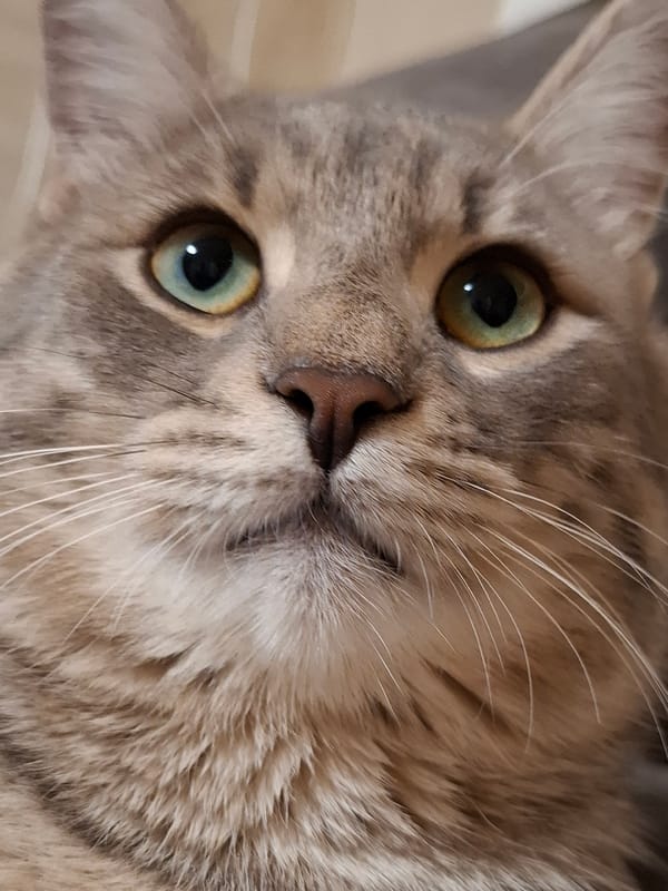 Tabby cat documented in playful indoor moments in Novi Sad